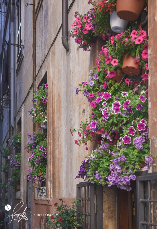 Flower Pots - Rome, Italy