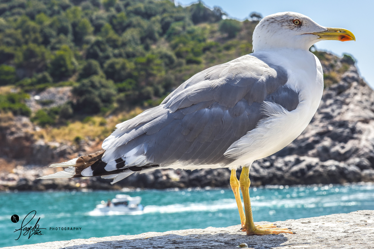 Posing Seagull - Cinque Terre, Italy