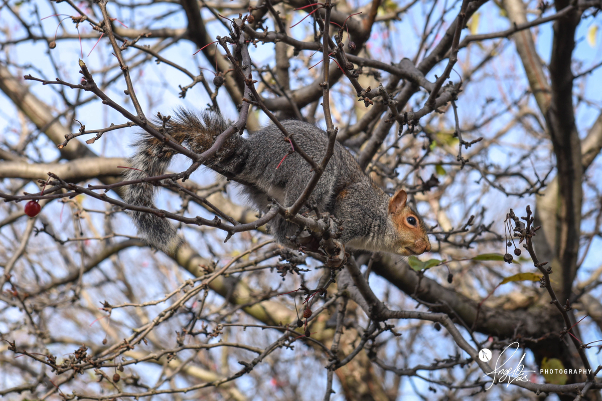 Eastern Gray Squirrel - Washington DC, USA