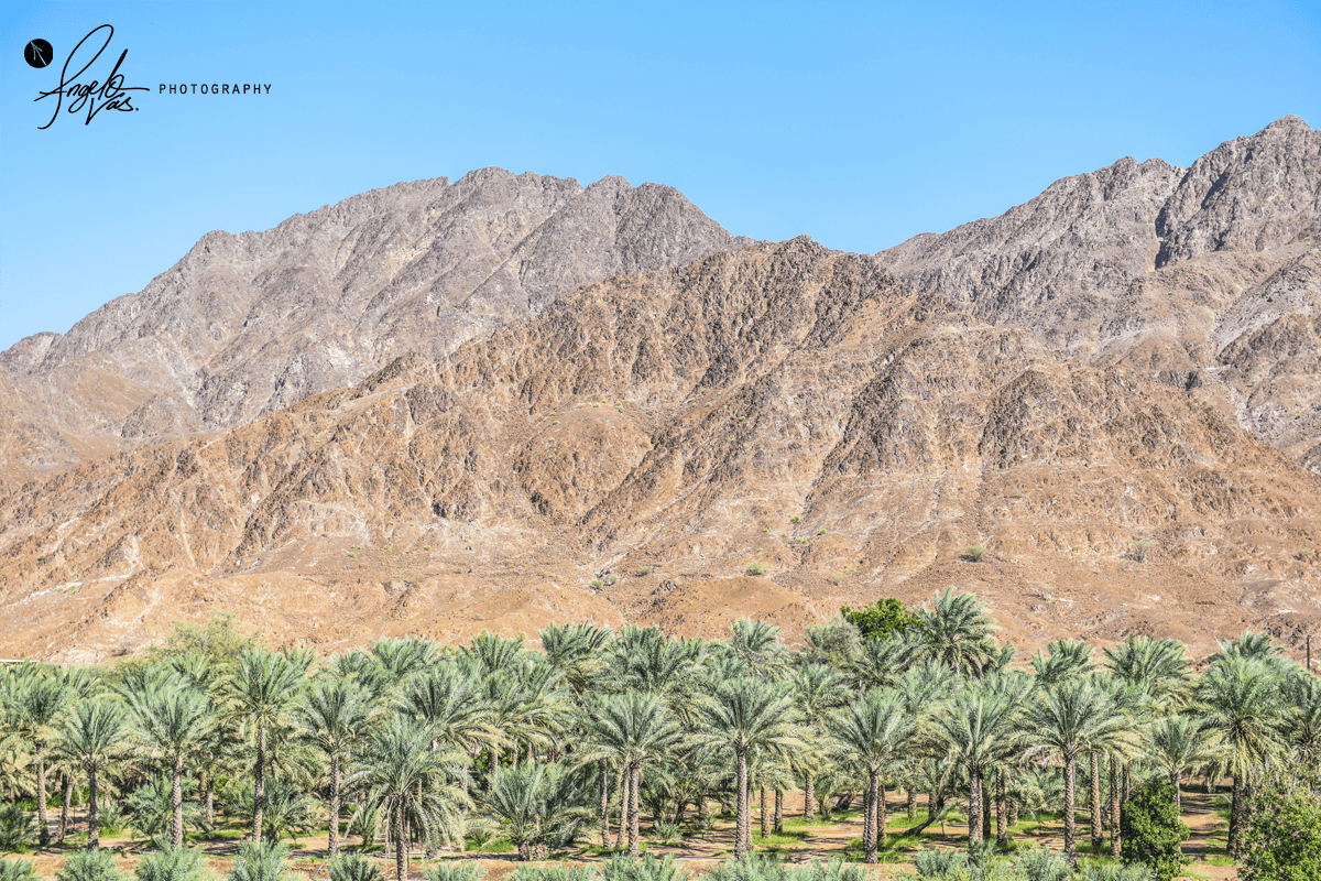 Palm Trees And Mountain - Fujairah, UAE