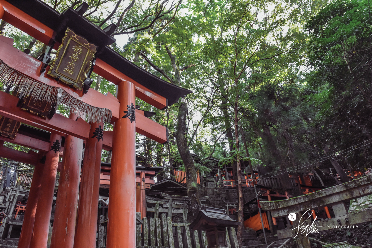 Fushimi Inari-taisha Forest - Kyoto, Japan