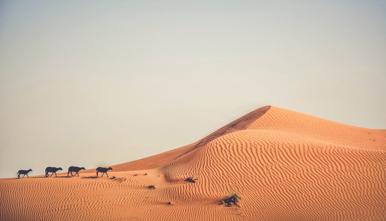 Angelo Vas Photography - Dubai Sheep In The Desert Hero Slider