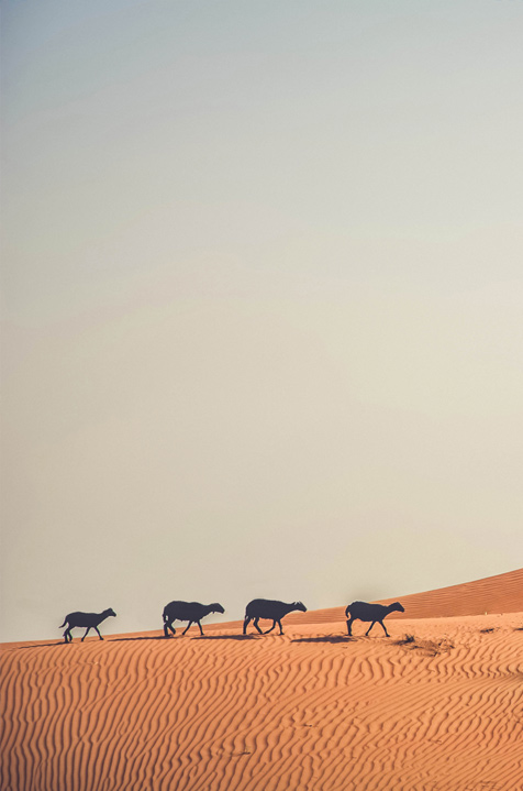 Angelo Vas Photography - Dubai Sheep In The Desert Mobile Hero Slider